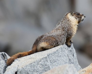 Sarı göbekli bir sıçan - Marmota flaviventris