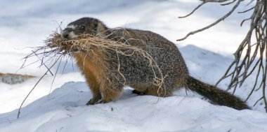 Sarı göbekli bir sıçan - Marmota flaviventris