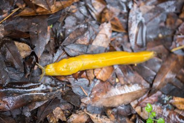 California Banana Slug (Ariolimax californicus) on wet leaves clipart