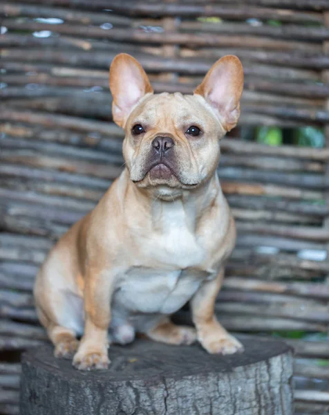 Francês Bulldog - Canis lupus familiaris, 6 meses, Retrato — Fotografia de Stock