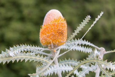 Yünlü turuncu Banksia - Banksia Kraliçe