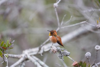 Allen's Hummingbird (Selasphorus sasin), Adult Male. Santa Cruz, California, USA. clipart