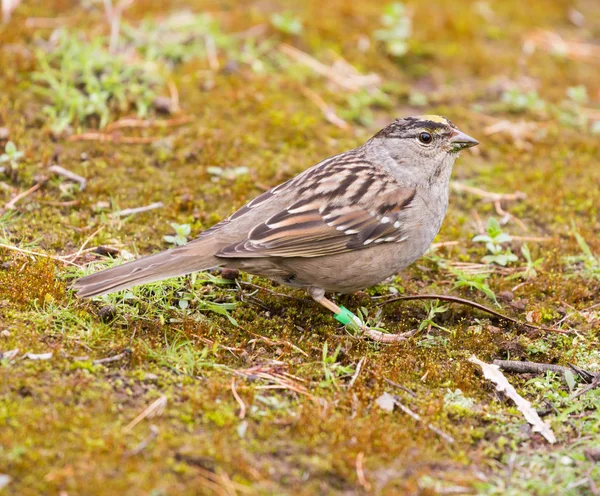 Guldkronad Sparrow (Zonotrichia atricapilla) uppe på marken. — Stockfoto