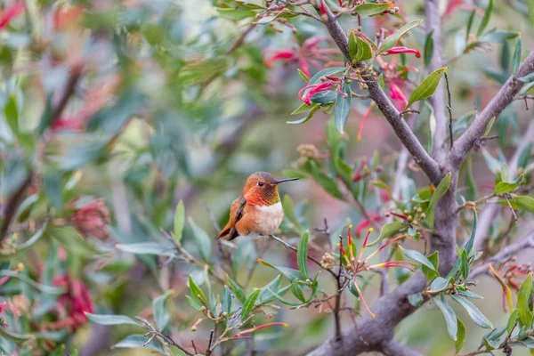 Allen 's Hummingbird (Selasphorus sasin), Взрослый мужчина . — стоковое фото