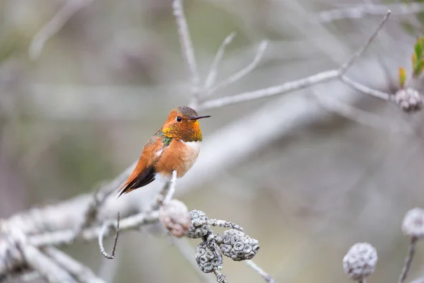 Allen Koliber (Selasphorus sasin), dorosłych mężczyzn. Santa Cruz, Kalifornia, Stany Zjednoczone Ameryki. — Zdjęcie stockowe