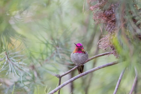 Colibrí de Anna (Calypte anna), Adulto, Hombre, Santa Cruz, California, EE.UU. . — Foto de Stock