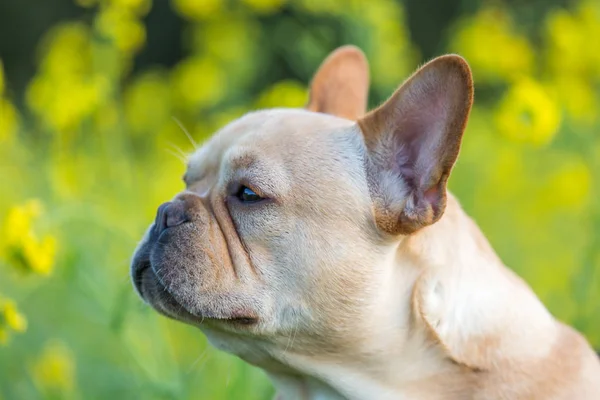 Unga franska Bulldog profilvyn — Stockfoto