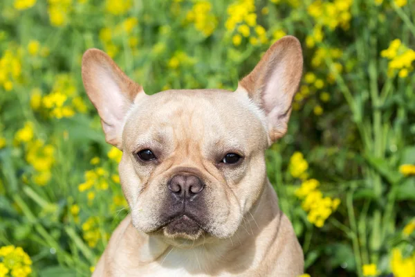 Unga franska Bulldog Headshot — Stockfoto