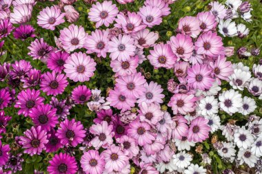 Mikael papatya (Aster amellus) ayrıntıları