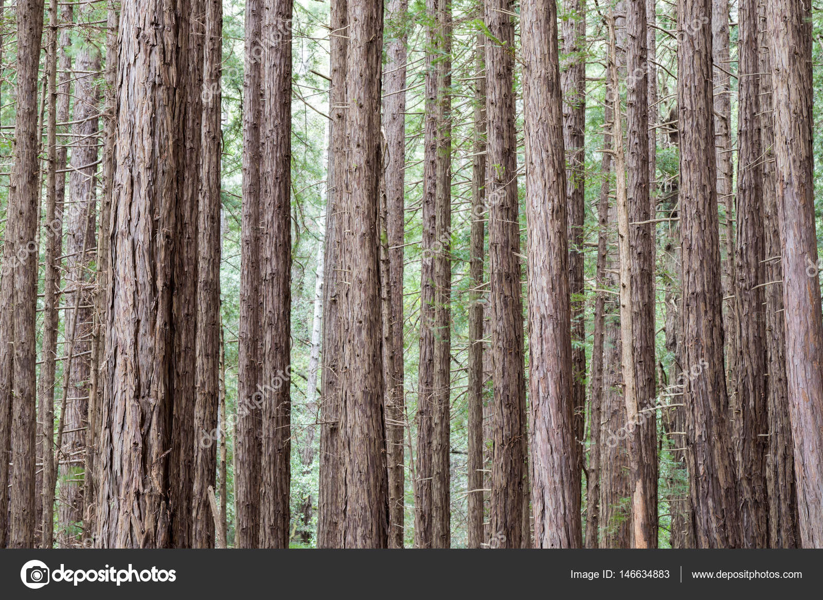 Bois de séquoia à Muir Woods National Monument image libre de droit par yhelfman © 146634883