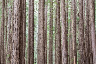 Sekoya ağaçları Muir Woods Ulusal Anıtı