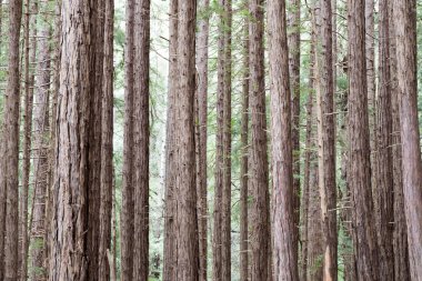 Sekoya ağaçları Muir Woods Ulusal Anıtı