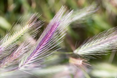Alanında ortak çavdar