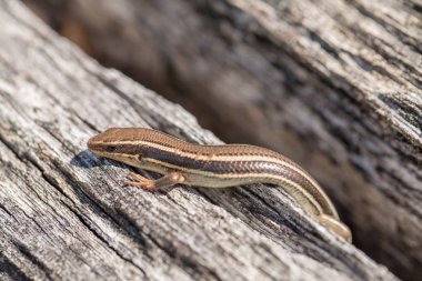 Western güneşin tadını çıkarma Skink (Plestiodon skiltonianus).