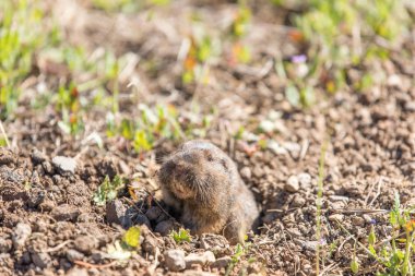 Botta'nın cep dışarı onun yuva bakmak Gopher - Thomomys bottae,.