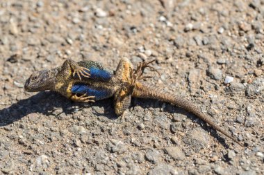 Western çit ölü taklidi kertenkele (Sceloporus occidentalis).
