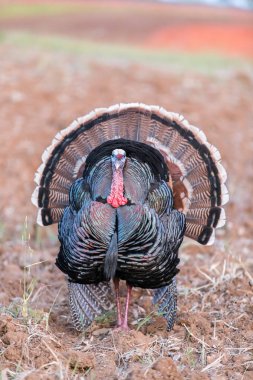 Wild Turkey (destek gallopavo), yetişkin erkek.