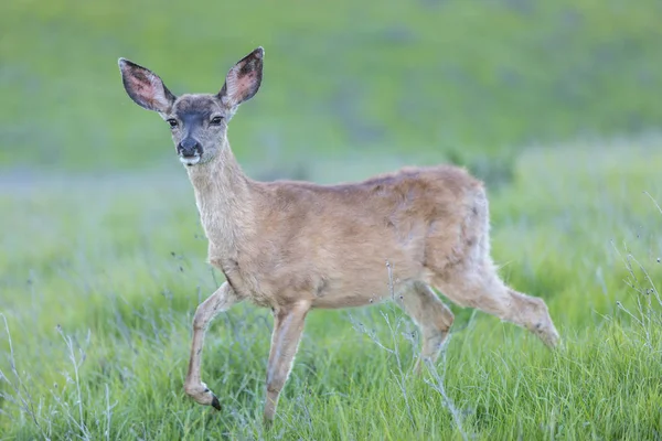 Jeleń czarnoogoniasty – Black (Odocoileus hemionus) płowy. — Zdjęcie stockowe