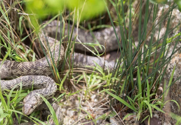 신중한 보고 퍼시픽 고퍼 뱀 (Pituophis catenifer catenifer). — 스톡 사진