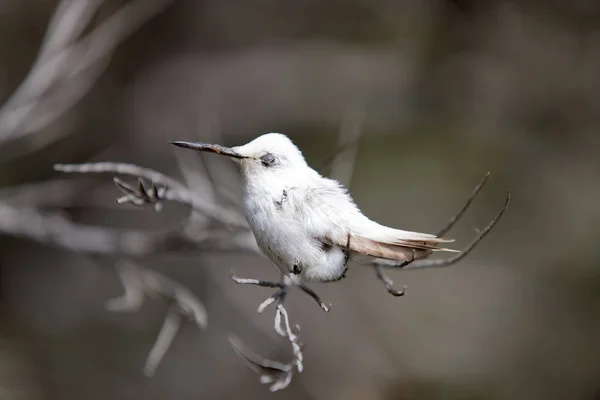 Raro colibrì leucistico di Anna (Calypte anna) appollaiato su un ramo . — Foto Stock