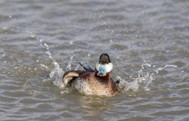 Su sıçrama ile Wading dikkuyruk (Oxyura jamaicensis).