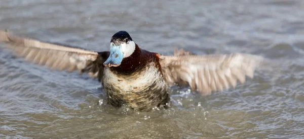 Canard roux (Oxyura jamaicensis) Baignade . — Photo