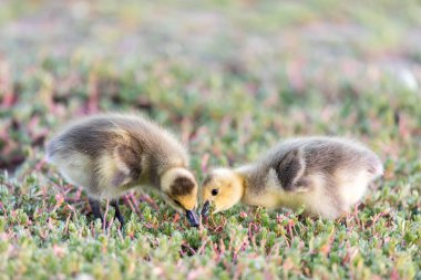 Çim yeme Kanada kuşlar (Branta Canadensis)