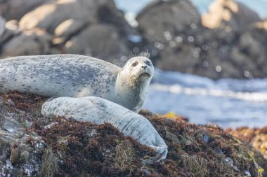 Spotted Adult Male Harbor Seal (Phoca vitulina) Watching over his sleeping baby. clipart