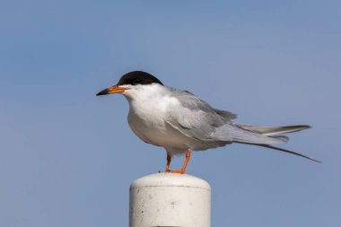 Bir direğe tıraşlama sumru (Sterna hirundo).
