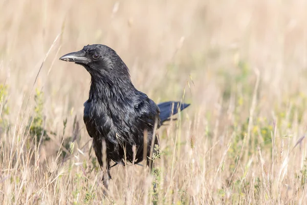 Американская ворона (Corvus brachyrhynchos) в поле . — стоковое фото