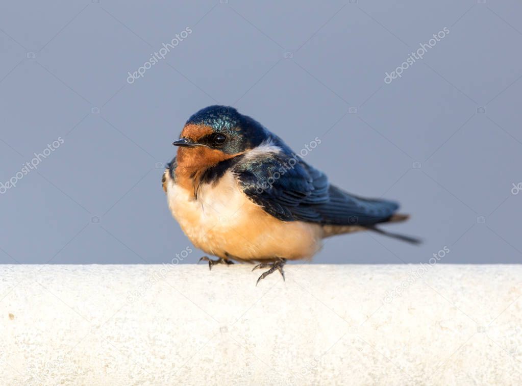 Barn Swallow - Hirundo rustica, Adult Female.