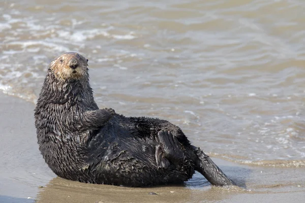 Alerte Loutre de mer à Moss Landing State Beach . — Photo