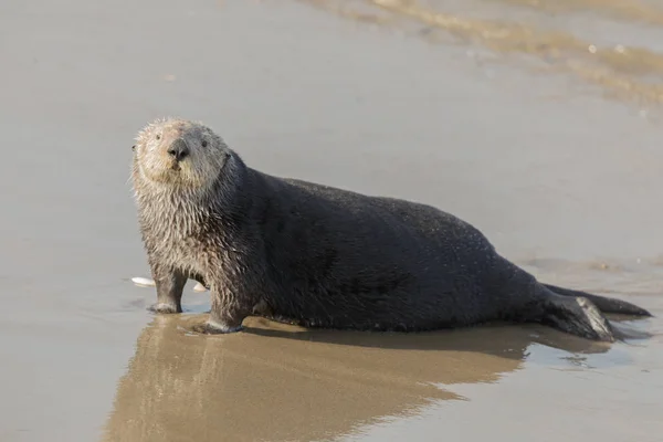 Sea Otter sai da água para descansar no meio do dia . — Fotografia de Stock
