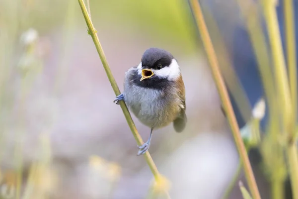 Чикади с каштановой спиной (Poecile rufescens) свистит . — стоковое фото