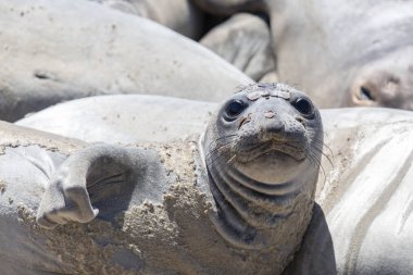 Northern Elephant Seal (Mirounga angustirostris) Adult Female hawling out during molting season. clipart