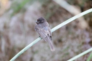 Siyah (AK kanatlı) Phoebe - Sayornis nigricans, sulak alan bitki örtüsü üzerinde tünemiş.