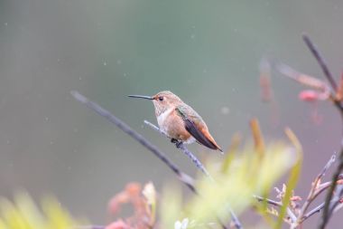 Allen's Hummingbird (Selasphorus sasin) perched on a branch in the rain. clipart