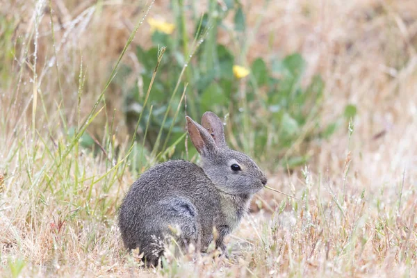 Young Cottontail Rabbit (Sylvilagus) munching grass with cautious. — Stock Photo, Image