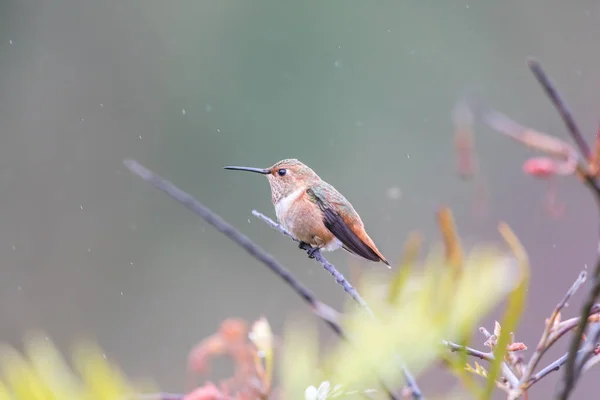 Colibrí de Allen (Selasphorus sasin) posado en una rama bajo la lluvia . — Foto de Stock