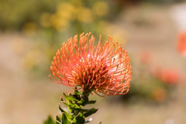 Alev dev çiçek çiçeklenme.