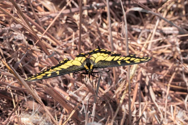 Anise Swallowtail - Papilio zelicaon. — Stock Photo, Image