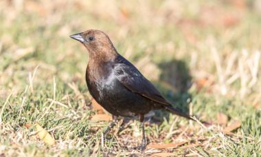 Cowbird - Brown başlı Molothrus bırakmayın, yetişkin erkek.
