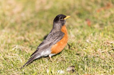 Amerikan Robin - Turdus migratorius, yetişkin erkek.