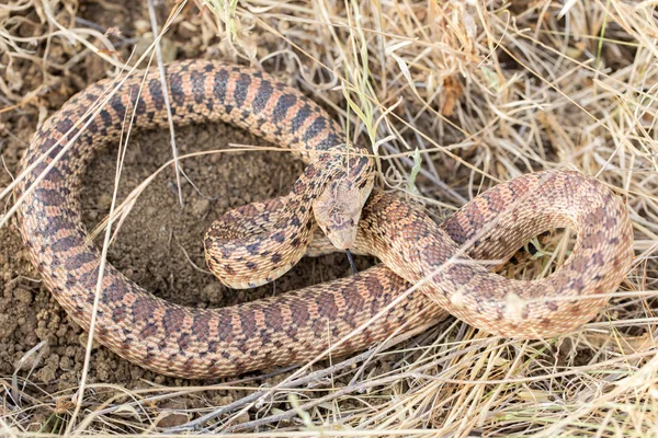 Csendes-óceáni Gopher kígyó (Pituophis catenifer catenifer) Felnőtt a védekező testtartást. — Stock Fotó