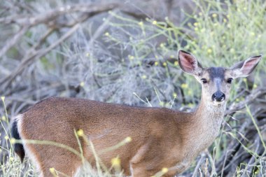 Genç siyah - kuyruklu yeme geyik (Odocoileus hemionus).