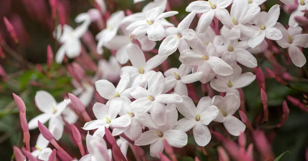 Rosa Jasmin (auch weißer Jasmin) - Jasminum polyanthum, in Blüte. — Stockfoto