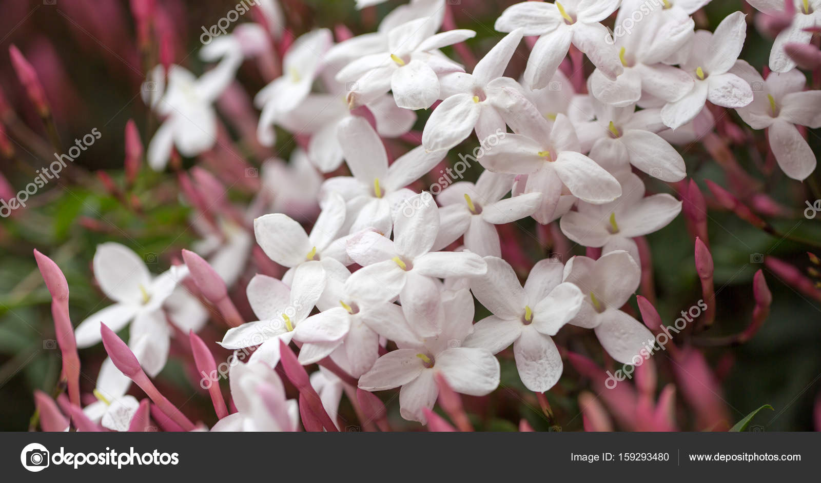 Jasmim rosa (também conhecido como Jasmim Branco) Jasminum polyanthum, em  flor . fotos, imagens de © yhelfman #159293480