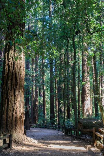 Redwood yolu Henry Cowell Redwoods State Park içinde. — Stok fotoğraf