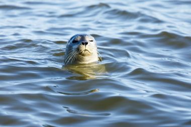 Meraklı Liman Seal (Phoca vitulina) bakan üzerinde.