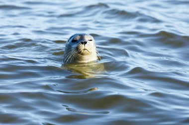 Curious Harbor Seal (Phoca vitulina) Peering Over. clipart